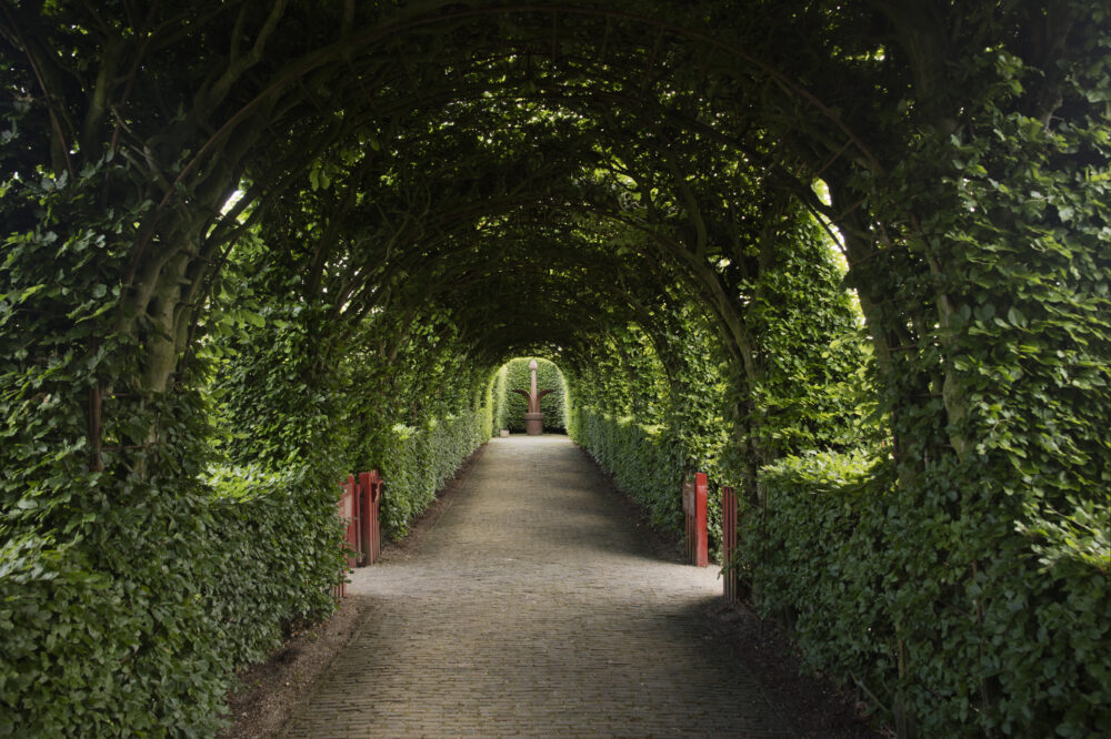 De beukenloofgang als je er onder door loopt. De bladeren zijn groen. Aan weerszijden staan rode toegangspoortjes.