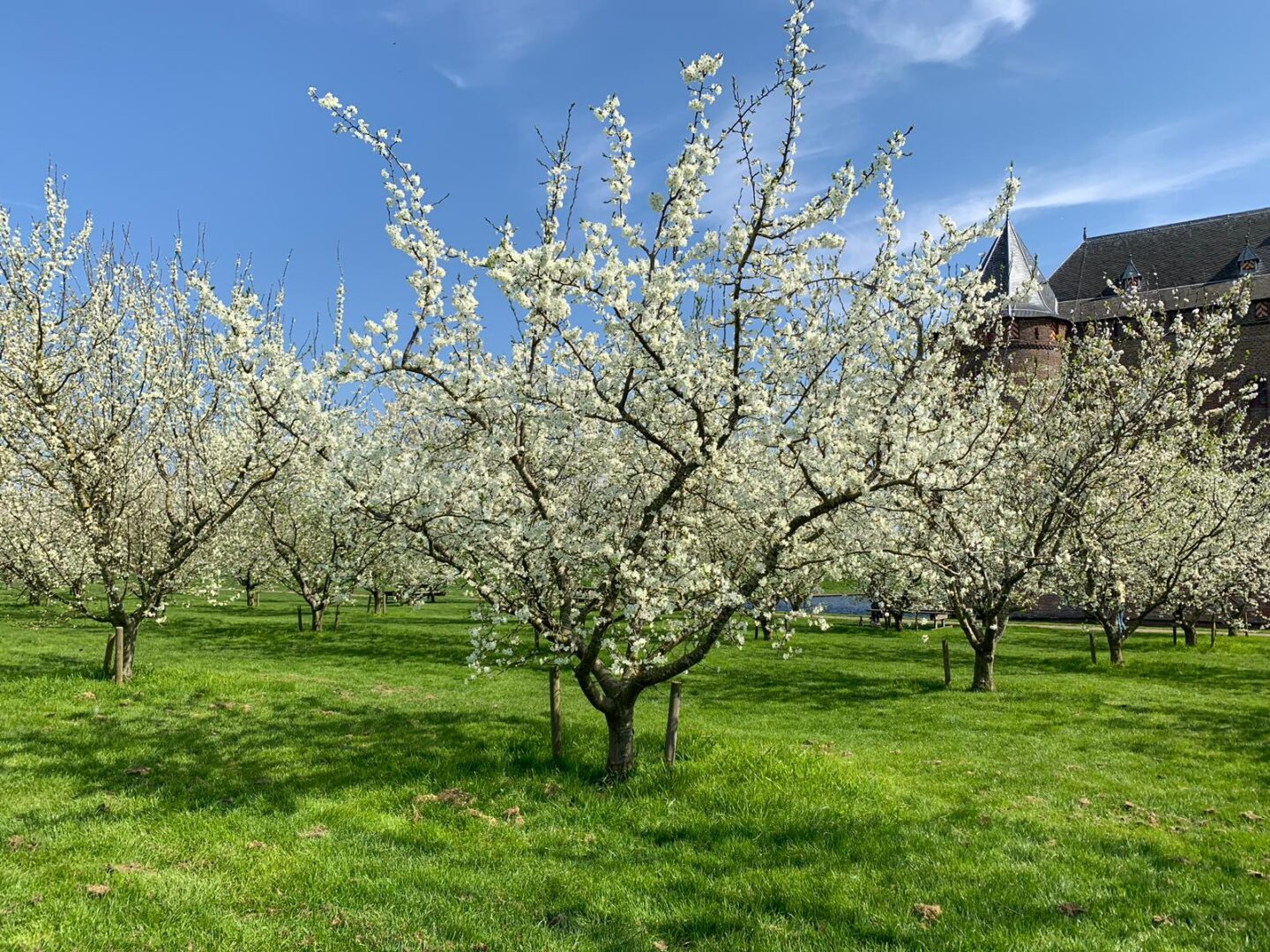 The blossoms of the plum trees in the plum orchard. The sky is blue. The castle is in the background.