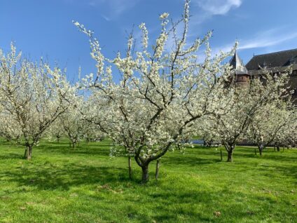 De bloesem van de pruimenbomen in de pruimenboomgaard. De lucht is blauw. Het kasteel staat op de achtergrond.