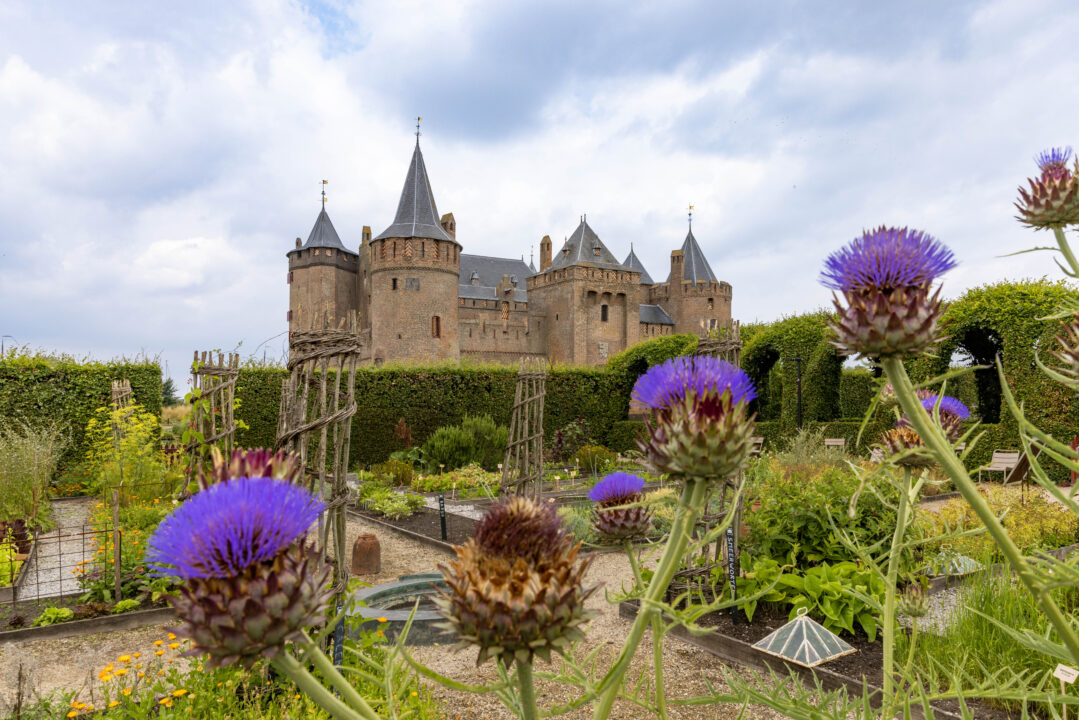 De tuin van het Muiderslot staat in volle bloei, met paarse bloemen. Het is zomer. Het kasteel staat op de achtergrond.