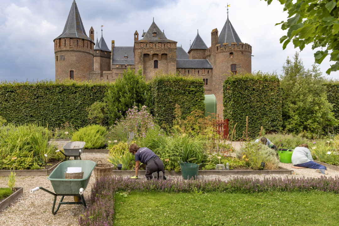 Er wordt getuinierd in de tuin van het Muiderslot. Op de achtergrond is het kasteel te zien.