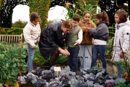 Een groep kinderen krijgt les in de groententuin op het Muiderslot. Ze bekijken rode kool.
