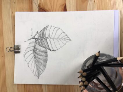 Twee beukenbladeren met potlood op papier getekend. Dit is getekend tijdens de workshop botanisch tekenen.
