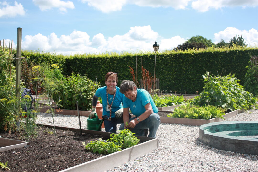 Twee vrijwilligers zijn in de tuin bezig van het Muiderslot. De zon schijnt. Ze dragen allebei een fel blauw t-shirt. Er staat een gieter.