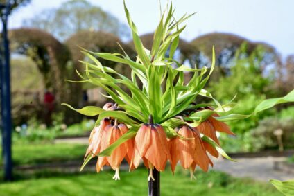 Een keizerskroon bloem. De bloem staat in volle bloei in de kasteeltuin.
