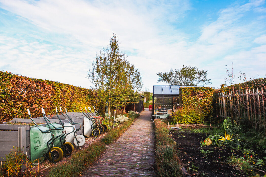 Het is herfst, waardoor de groentetuin van het Muiderslot rood en geel kleurt.