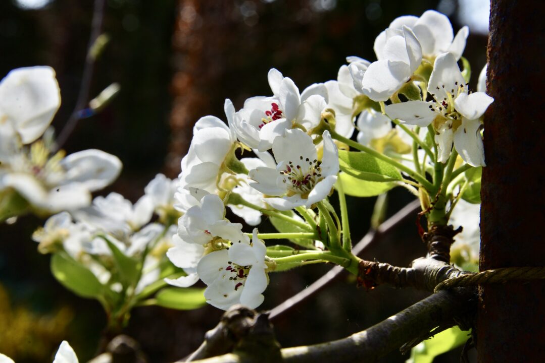 Detail witte pruimenbloesem aan een tak