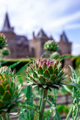 Bloeiende artisjokachtige plant met op de achtergrond het kasteel.