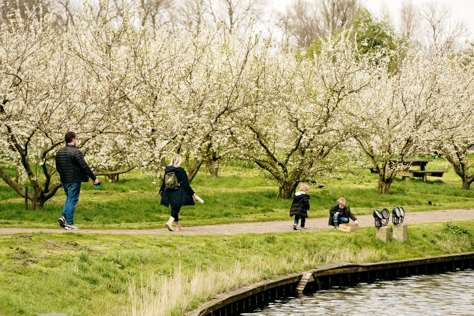 Publiek wandelt langs de pruimenboomgaard vol bloesem.