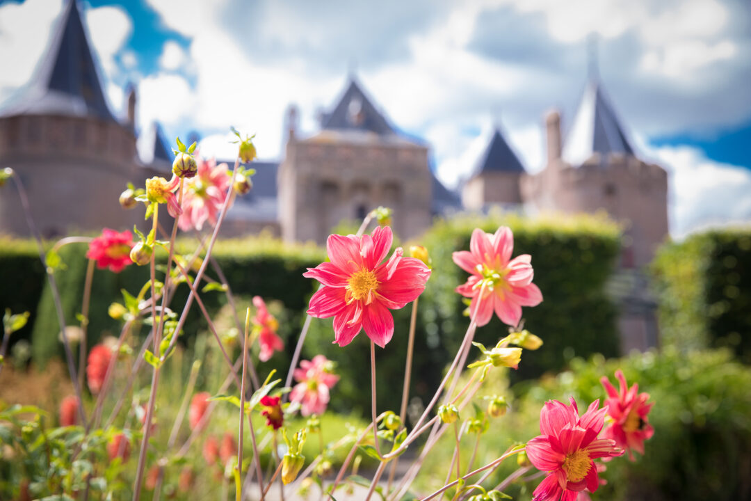 Bloeiende rode bloemen met daarachter het kasteel/