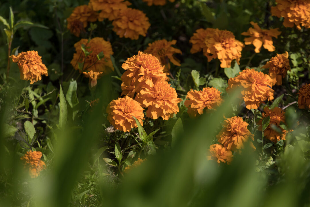 Afbeelding van afrikaantjes planten in de kasteeltuinen van het Muiderslot