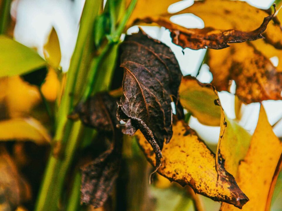 herfst blad